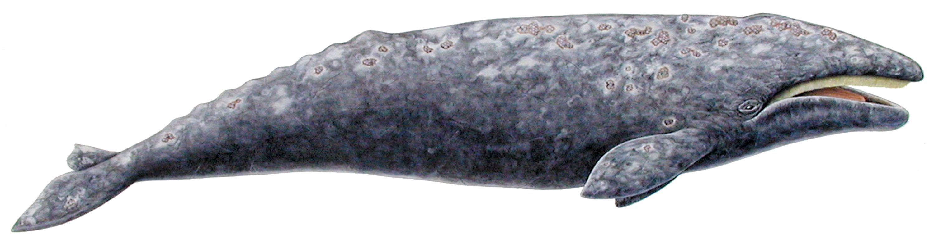 Gray-Whale-Illustration