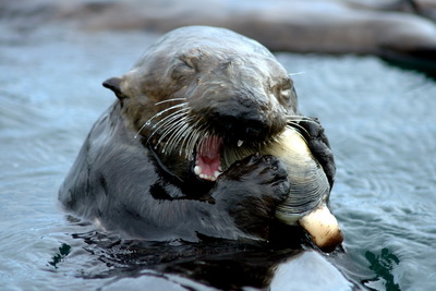 Sea otter eating a geoduck clam