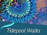 Tidepool Walks