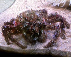Masking Crab